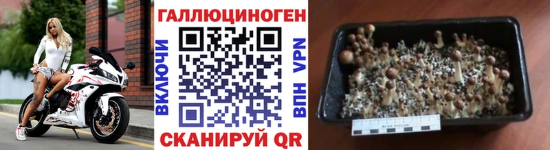 Галлюциногенные грибы прущие грибы  Купить где  Катав-Ивановск 